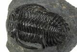 Large Hollardops Trilobite Fossil - Ofaten, Morocco #345163-2